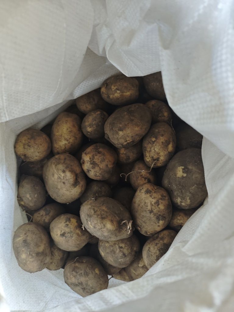 Продам картофель
