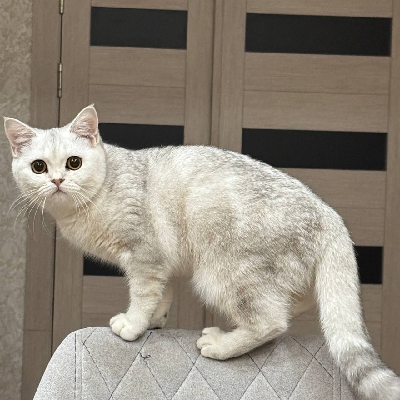 Серебристая шиншилла