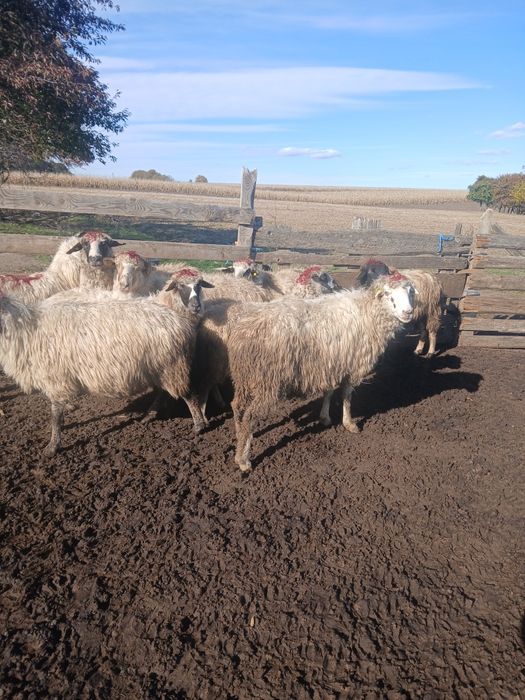 Vând 10 oi grase,  bune la gură,  doi niori țigai și doi cârlani mari