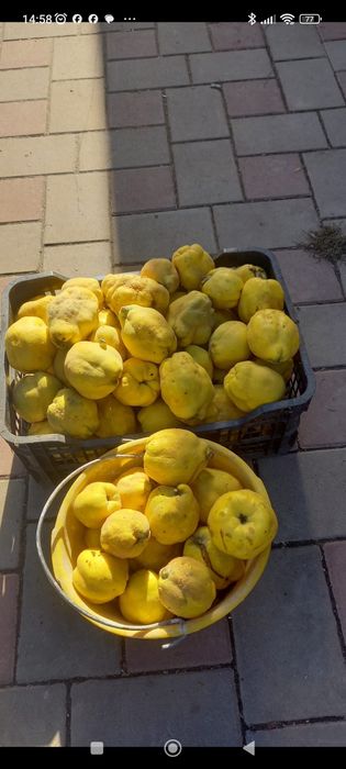 Vând mere gutui , ecologice,,