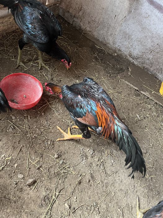 Петухи продам или на обмен на кур