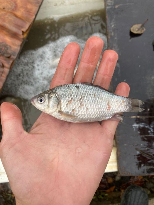 Малек живец для рыбалки