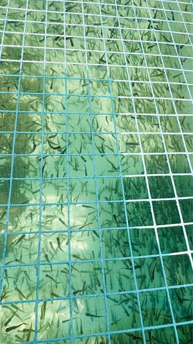 Pastrav Curcubeu media 1g bucata sau peste 250g