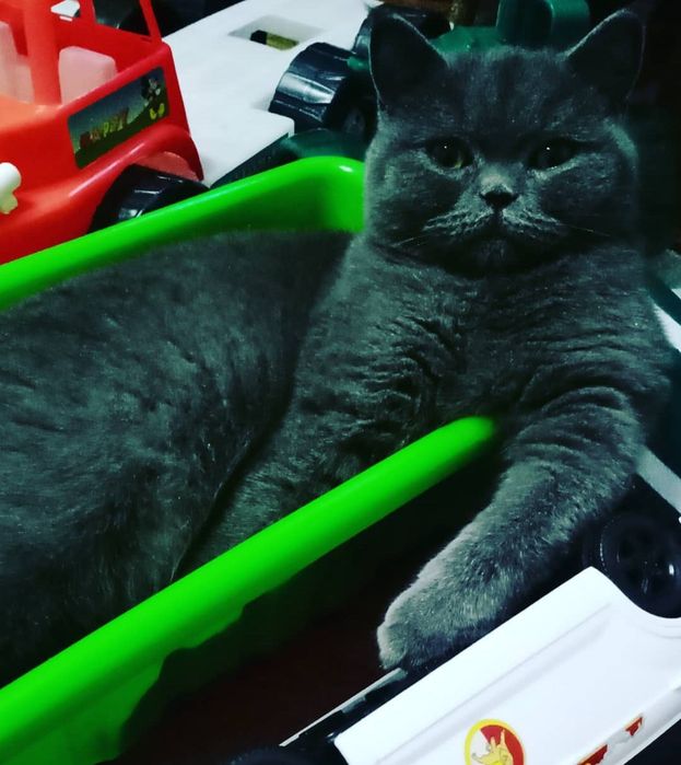 Скоттиш Страйт голубого окраса