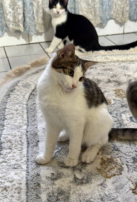 Котёнок бесплатно даром