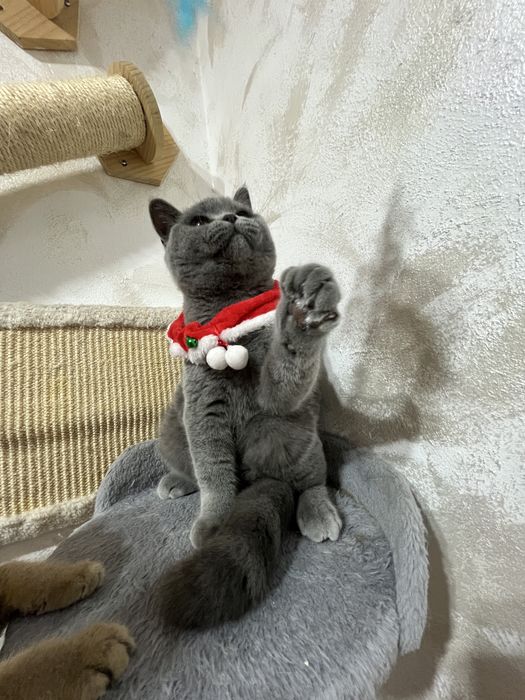 British shorthair blue baietel 5 luni