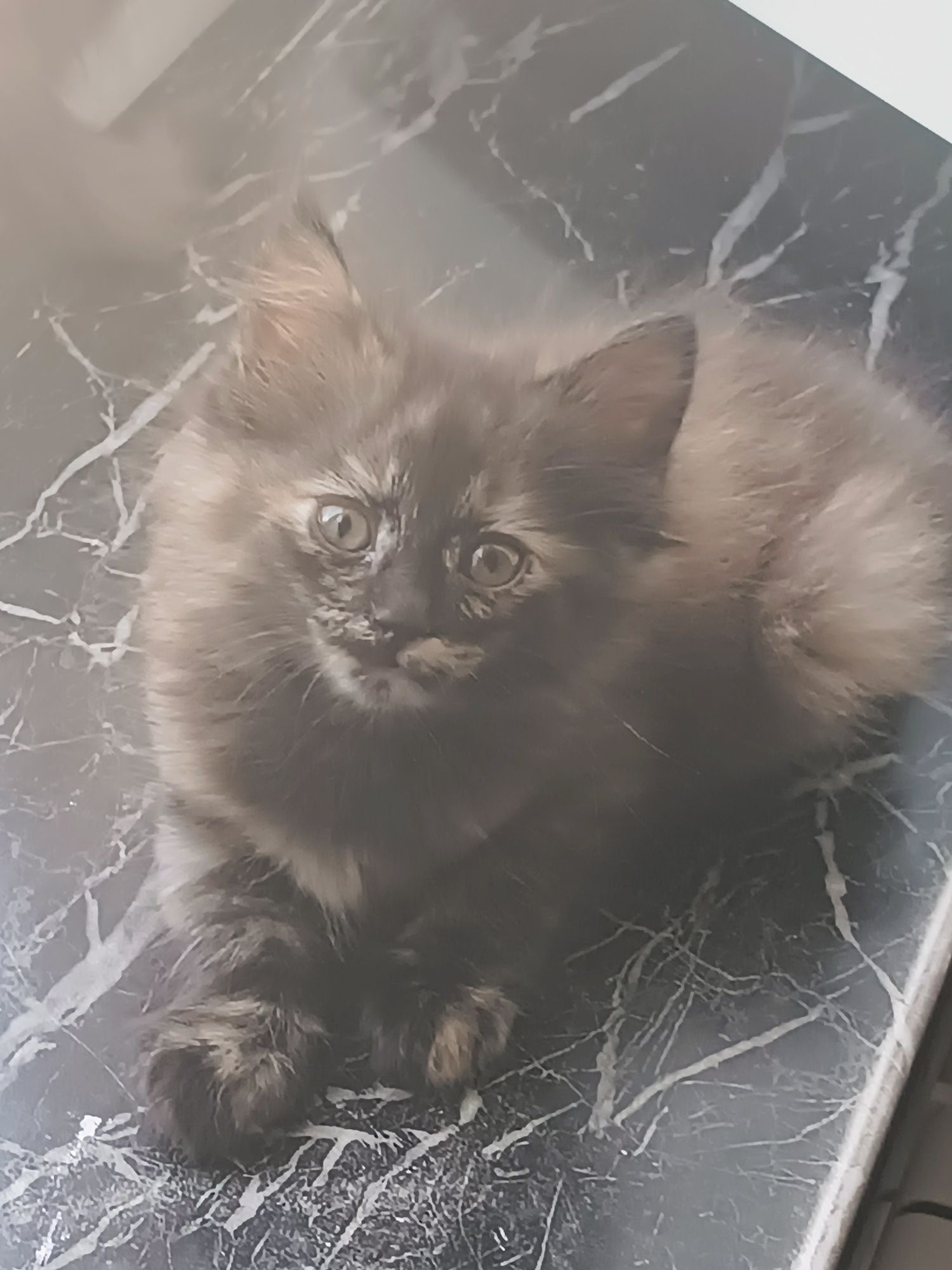 Одам в добрые руки катят, кошку и кота