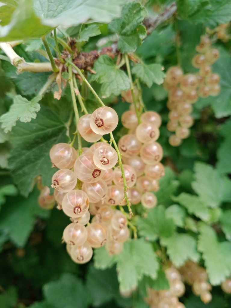 Продам красную смородину и жёлтую смородину