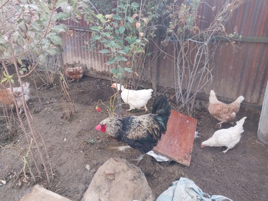 Куры, петухи,  молодые есть.