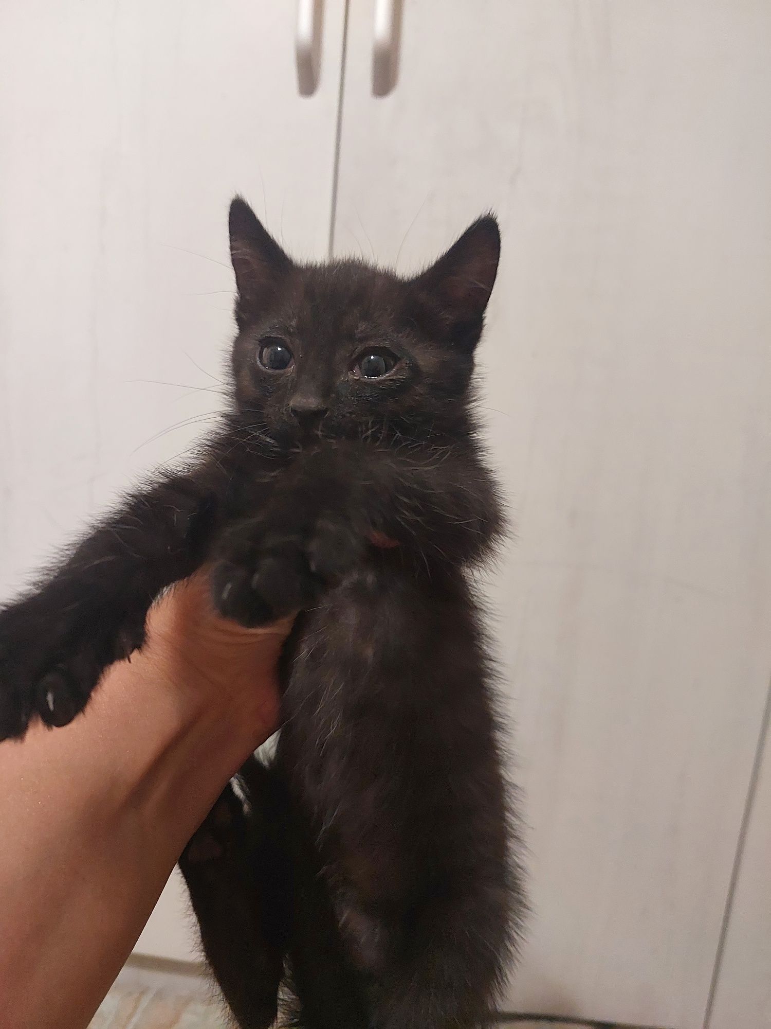 Котята котята котята