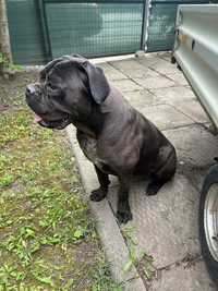 Ofer spre adoptie catelusa Cane Corso cu pedigree