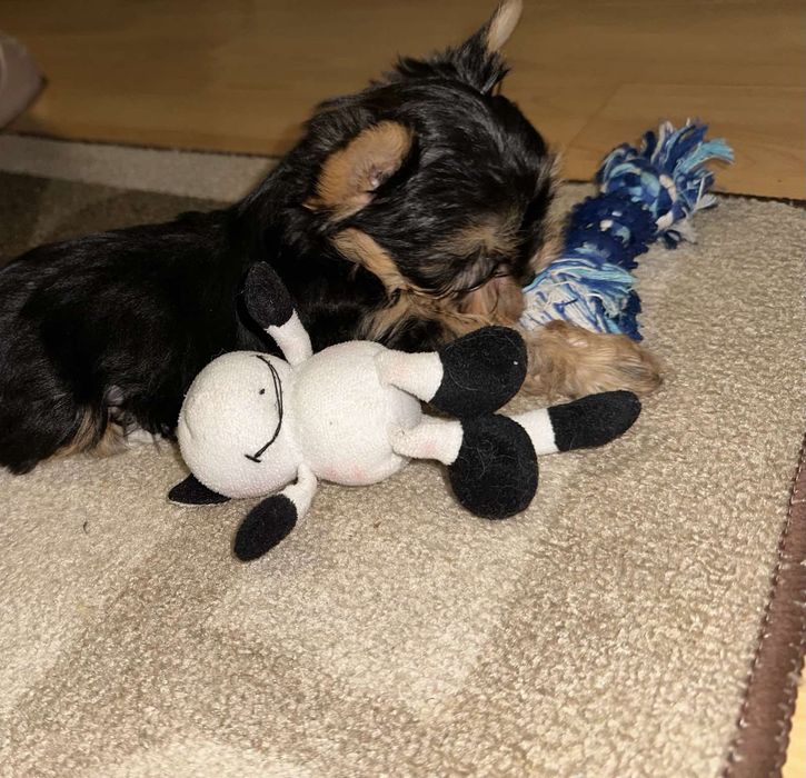 Йоркшерски териер Мини момиченца