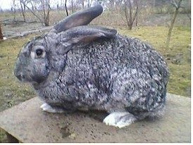 КРОЛИКИ Породистые
