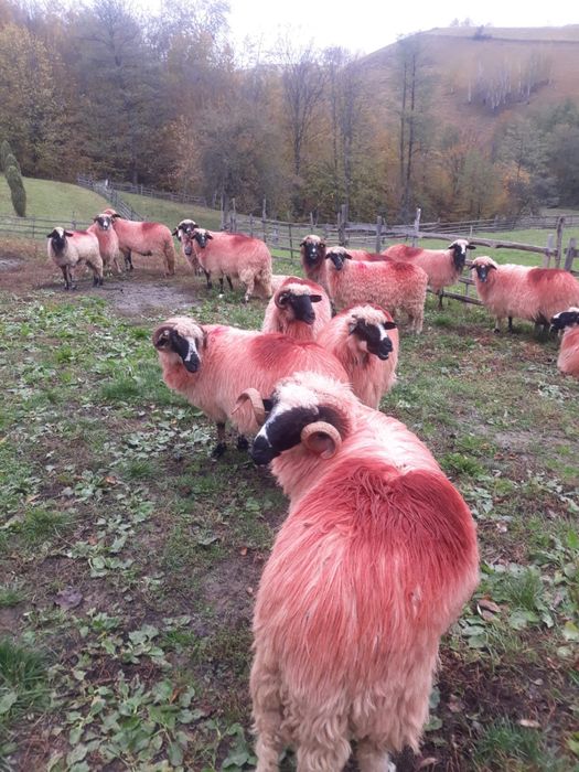 Vînd oi tinere si frumoase