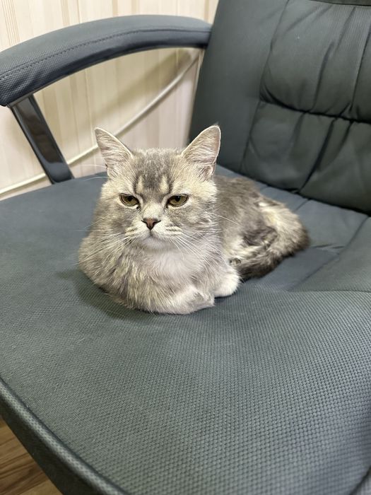 Продается кот Скоттиш Страйт, окрас Шиншила