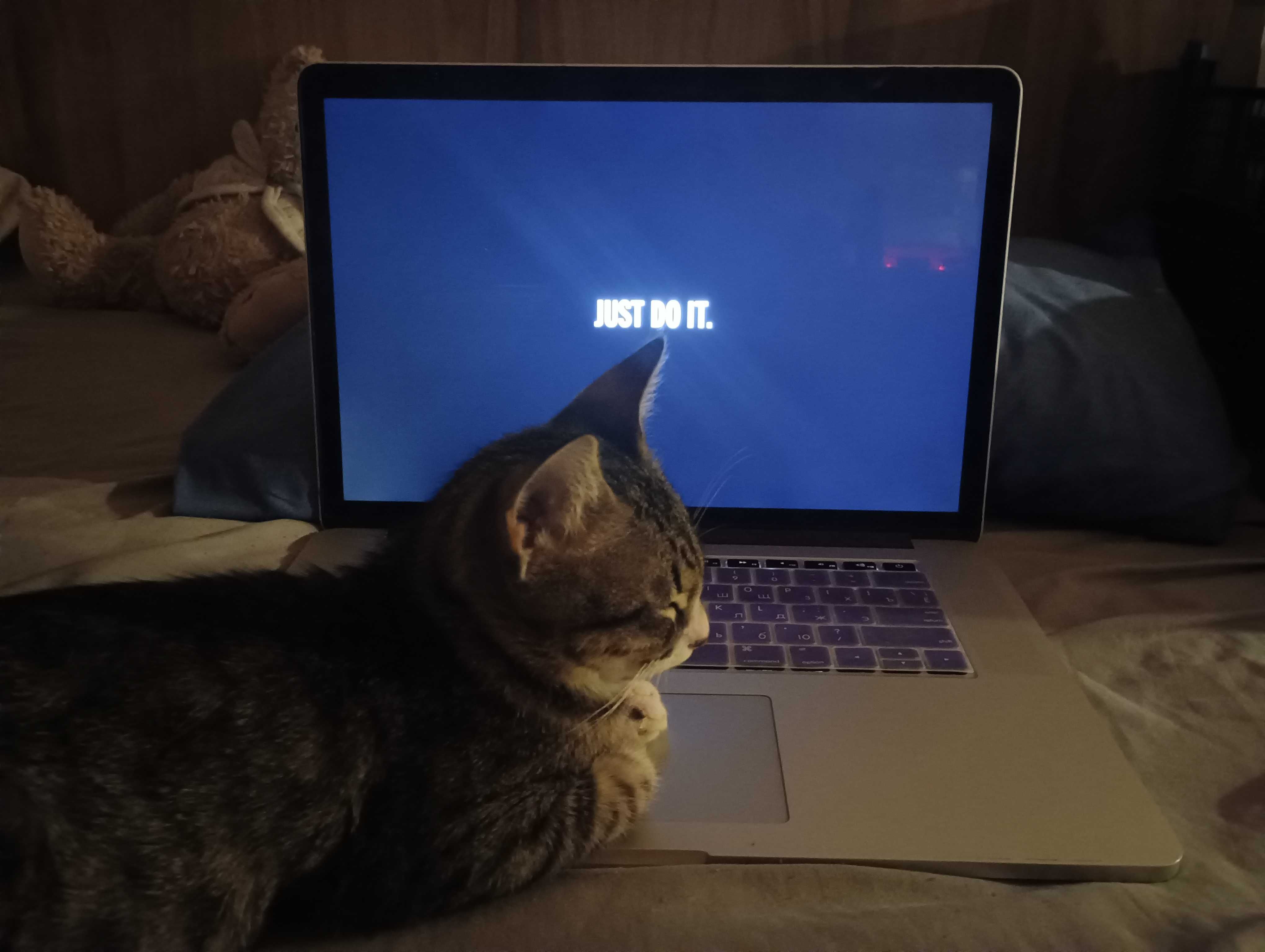 котки котки котки