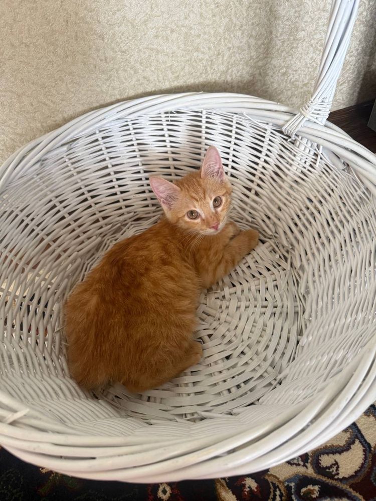 Котенок маленький рыжего  цвета