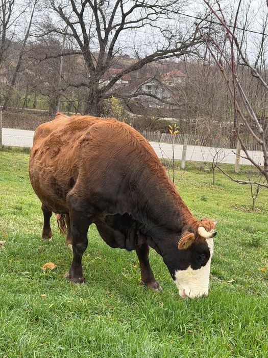 Vând vacă de rasă!