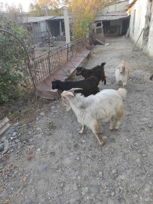 Assalom aleykum zòr semirgan echkilar soltiladi