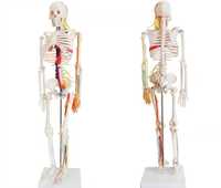 Макет скелет человеческий 85см skelet