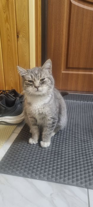 Отдам кота в хорошие и любищие руки