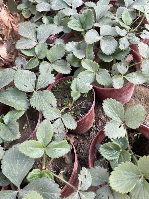 Qulupnay kõchatlar sotiladi/ Qulupnay/ Клубника рассады