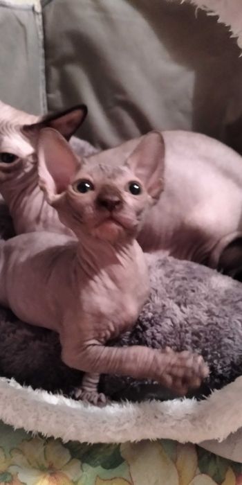 Продам котят Канадского сфинкса