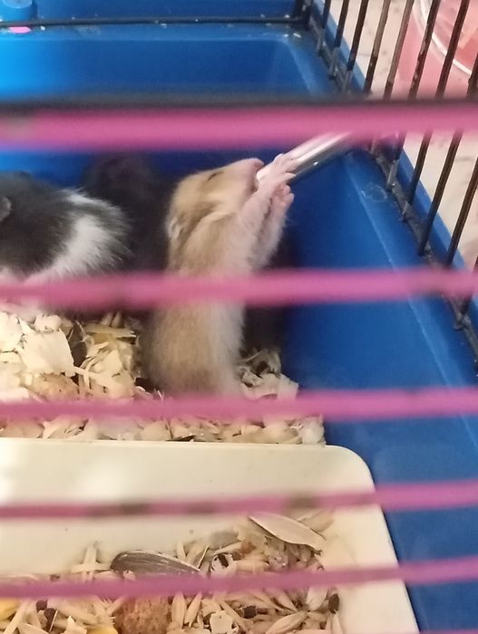 Продаю хомяков, 500 тенге один хомяк