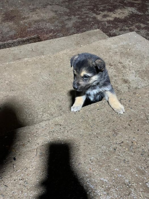 Продаю щенка овчарка