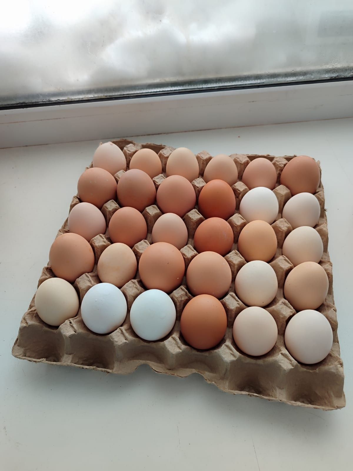 Продам инкубационное яйцо от домашних курочек