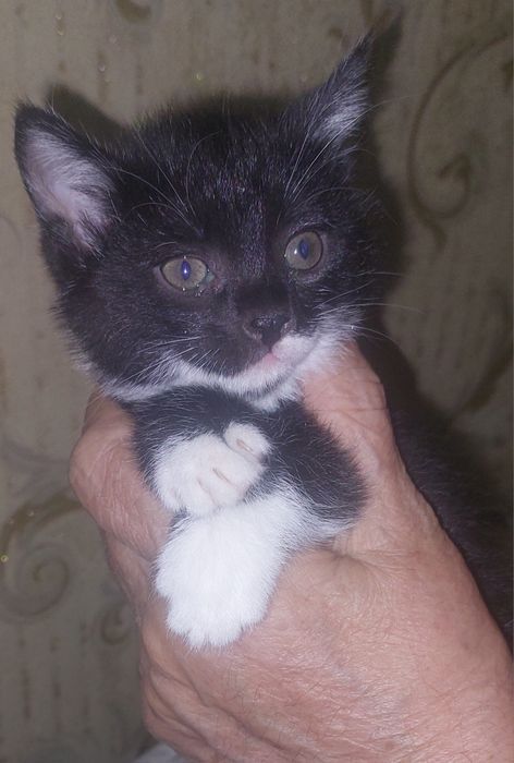 Бесплатно котята