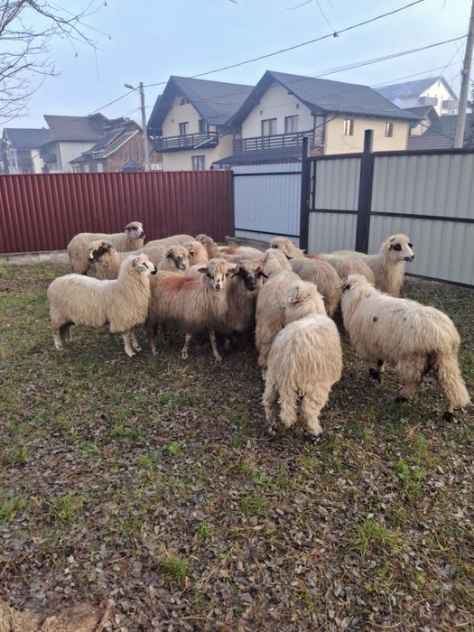 Vând 13 oi de ținut