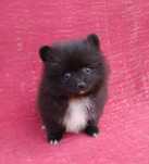 Asigur transport !!! Pui Pomeranian mascul cu Pedigree !!!