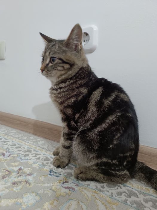 Компот к ищет себе семью