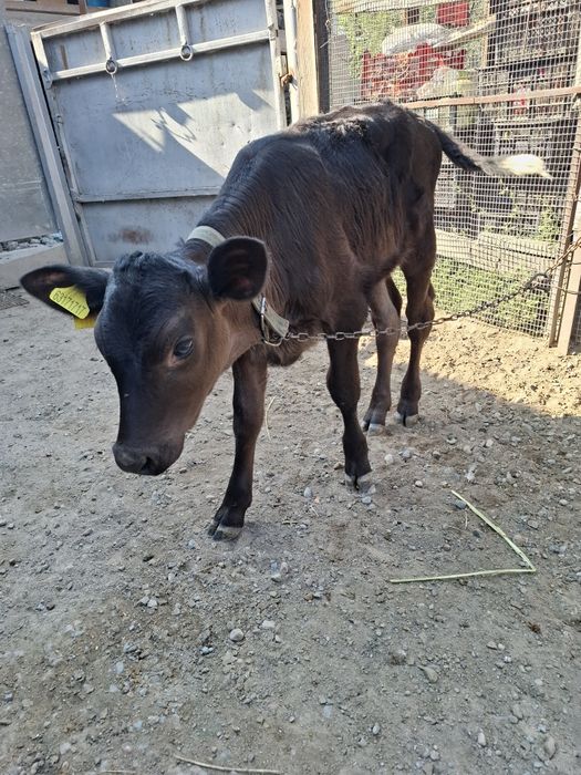 Продам телочку 3 месяца