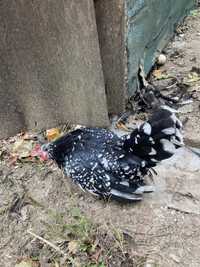 Păsări de expozitie Chabo Bobat de vânzare