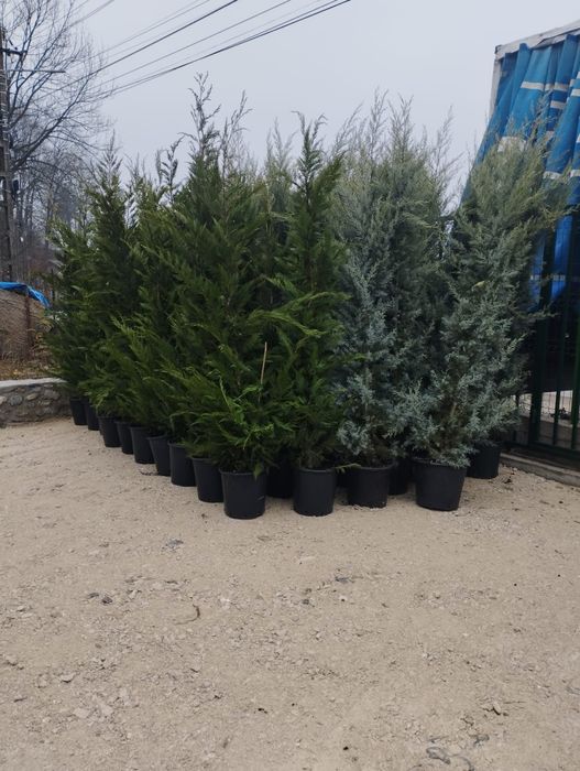 Plante ornamentale pentru amenajarea grădinii
