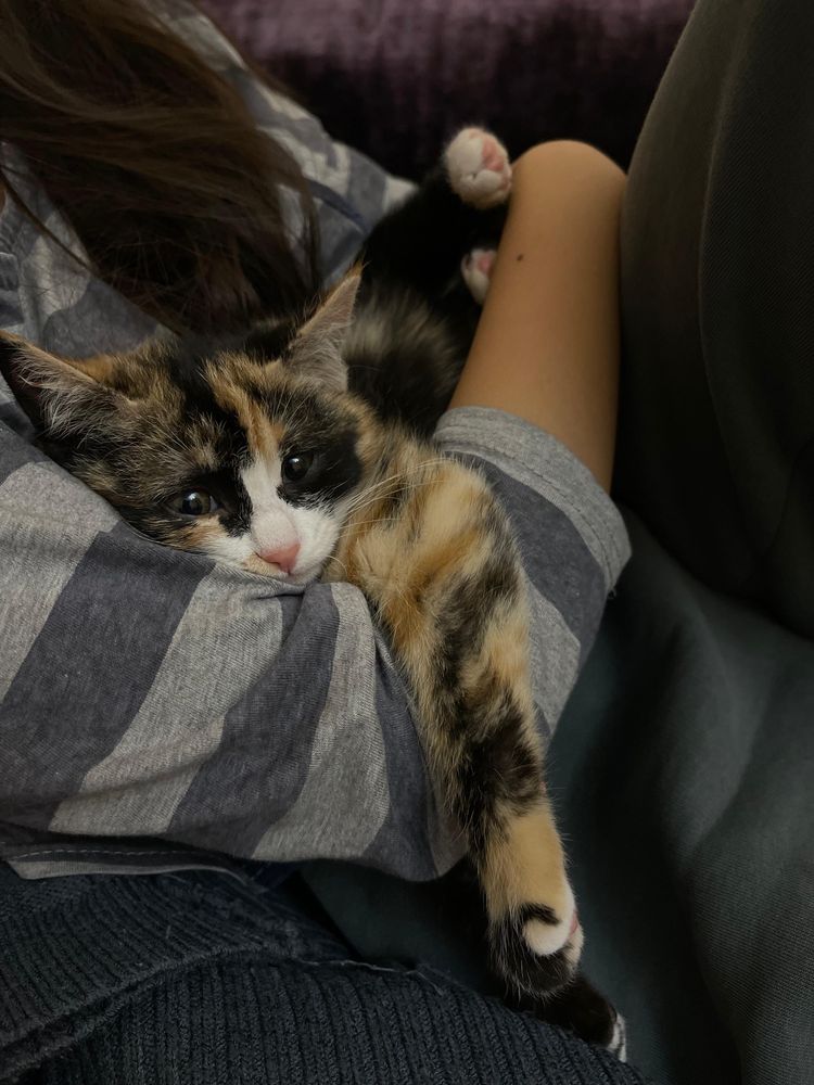 Кошка в добрые руки