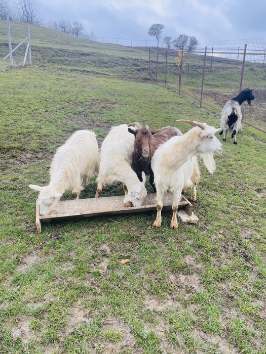 Vand 5 capre gestante