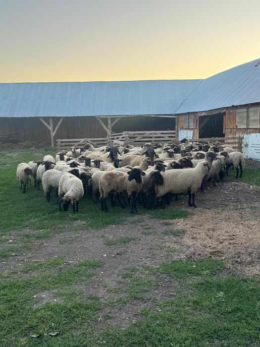 Vând 50 de oi,și 2 berbeci