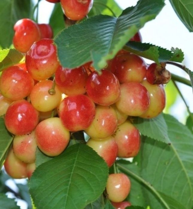 Cires Amar De Marculesti