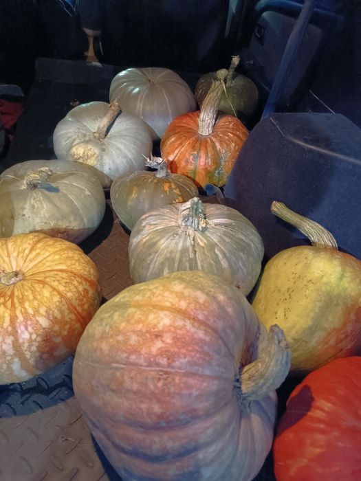 Дачная тыква свежего урожая