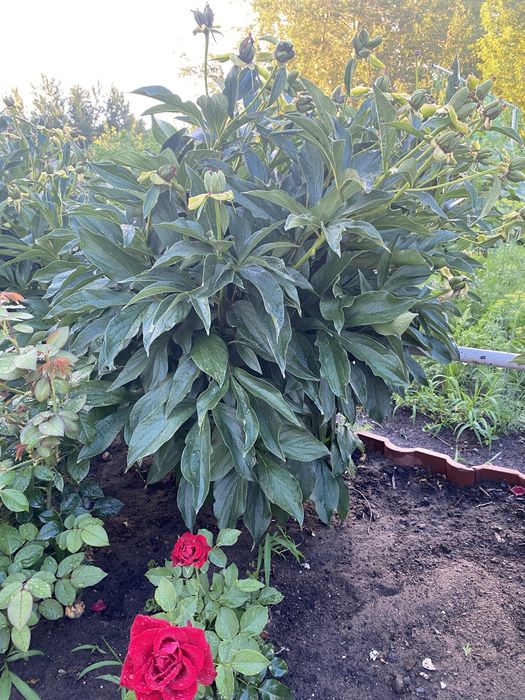 Розовые пионы в кустах