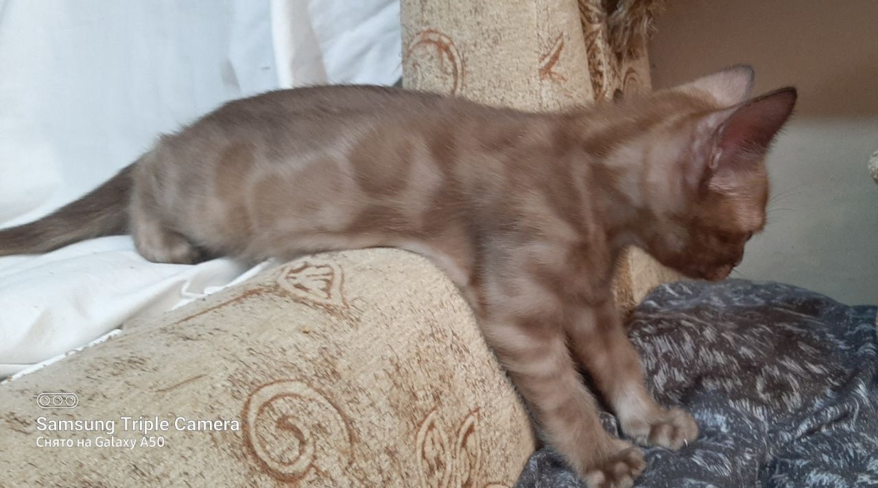Бенгальские котята