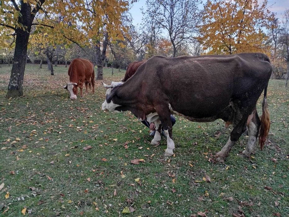 Vaca de vanzare 6500 lei