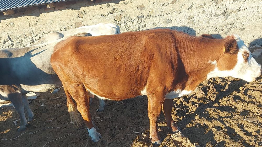 Продам дойных коров и телят