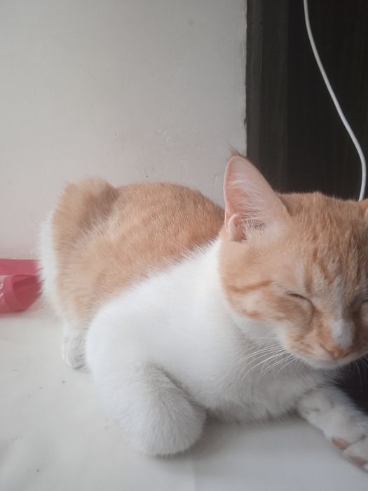 Uy mushuk sotiladi