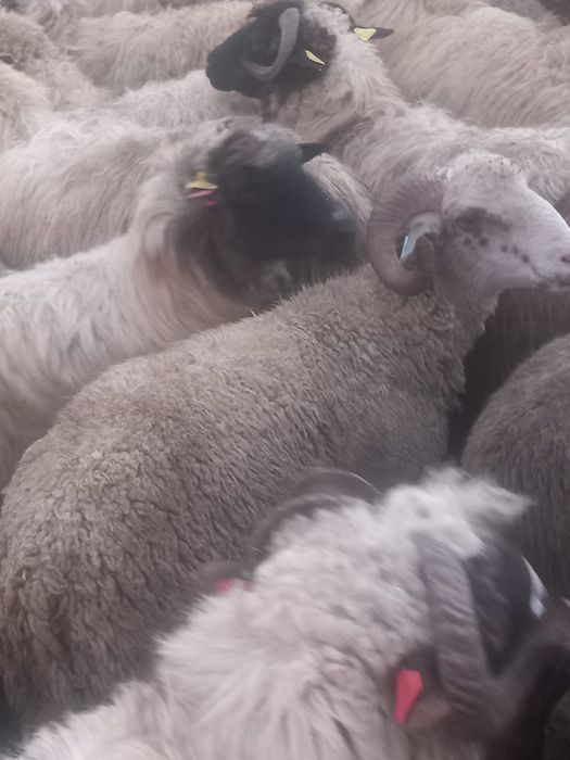 170berbecuti +oi reforme