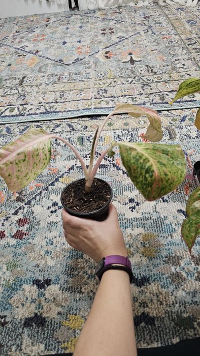 Plante Aglaonema superbe