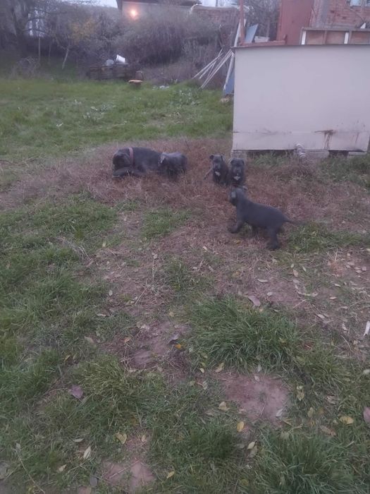 Кане корсо кученца